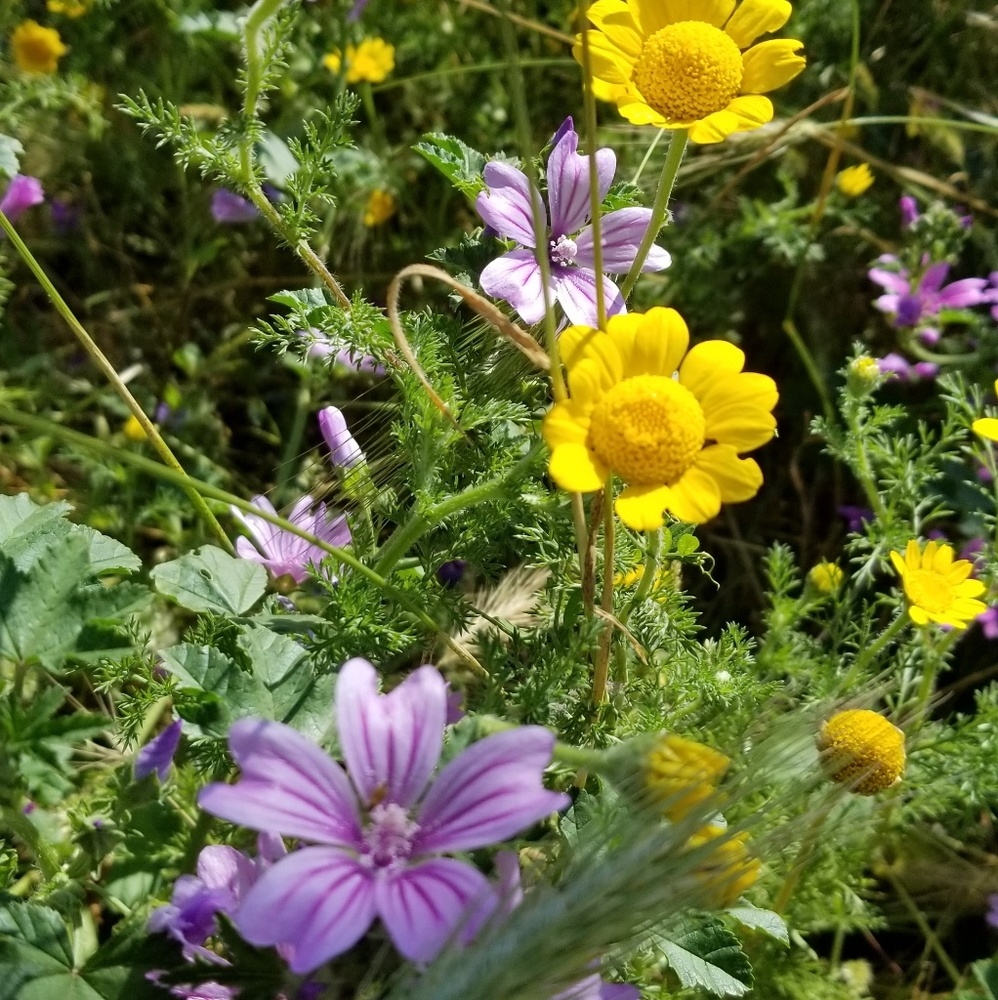 Meet your Posher, Maria